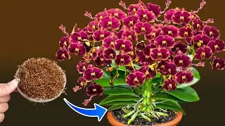 Only once! Immediately spreads to 200 branches and blooms all year round