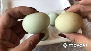 Вкусняшка для бройлеров😋 У нас пополнение😄👍