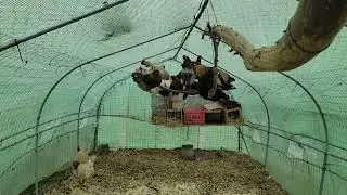 chickens roost rooster hen coupe pen farm flock homestead prepstead animals livestock