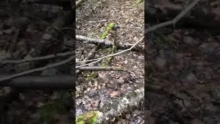 На разведку в весенний лес