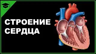 СЕРДЦЕ строение анатомия ЕГЭ ОГЭ