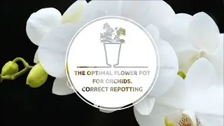 The optimal flower pot for orchids. Correct repotting