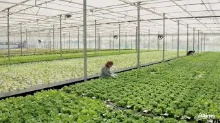 Aims Degree Video - Agricultural Sciences and Technology - Horticulture