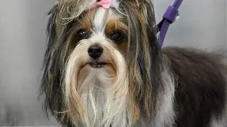 The Rare Dog Breed That's Stealing Everyone's Hearts😍