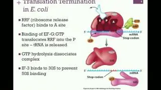 189-Translation Termination; Prokaryotic Coupling