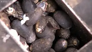 N1 -08- 08 【用痲瘋樹製造生質柴油】
