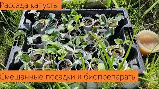 Май 2024. Посадка рассады капусты! С полной биозащитой!