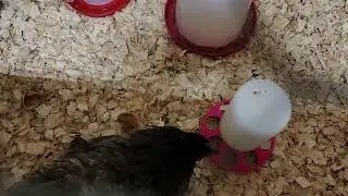 Lonely chick and Foster broody hen update!