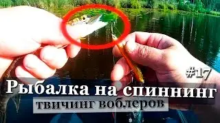 Рыбалка на спиннинг в Ленинградской области. Твичинг воблеров OSP Asura Rudra, Kosadaka Mascot