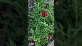 Red Poppies