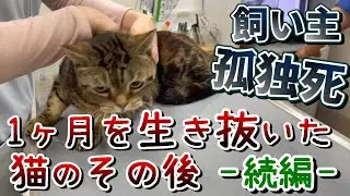 【孤独死】遺体と1ヶ月～生き抜いた猫の今～ ：７１７