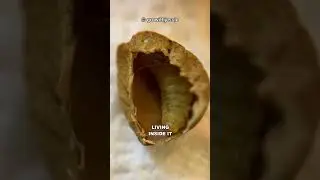 How Do The Mexican Jumping Beans Jump?