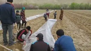 потплиянга қовун экишни урганамиз дӯсдлар