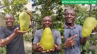 How to grow very big Soursop fruits