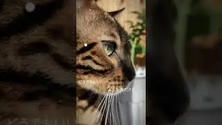 #бенгальскийкот