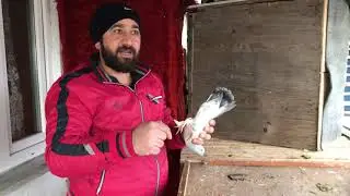KUŞCU DADAŞ abimin seferli oyun kuşunu izledik (part 1)