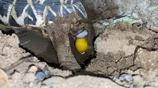 Indian Star Tortoise egg laying gone wrong and cracked the egg  #IndianStarTortoise #StarTortoise