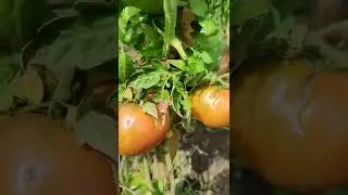 томат Рекордсмен