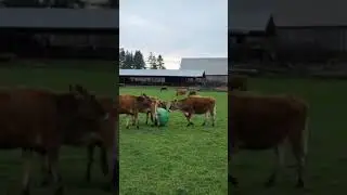 Cow playing with a big ball