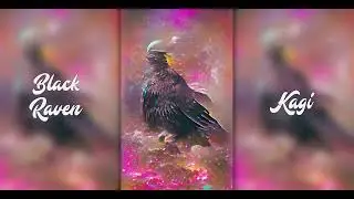 Black Raven ⚫ [ LOFI | CHILL ]