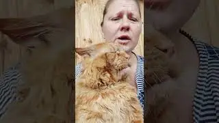 Мейн кун. Кот Джокер. Поем от души!  Любимая наша песня.