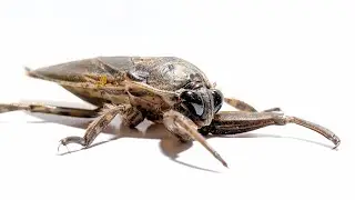 INTERESTING INSECTS! (FIRST BLACKLIGHTING FULL LENGTH)!