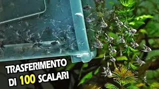 Spostamento  di 100 SCALARI in nuova vasca!!!