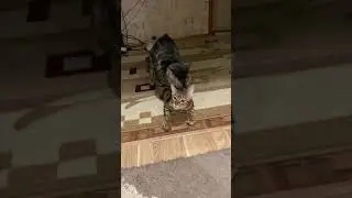 Вязка бенгальских кошек 🐱  Mating Bengal cats