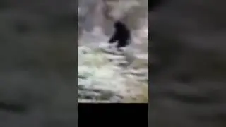 THE MICHIGAN BIGFOOT filmed by hiker