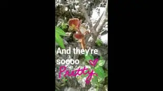 Peace Corps Nepal  Takeover Snapchat Story