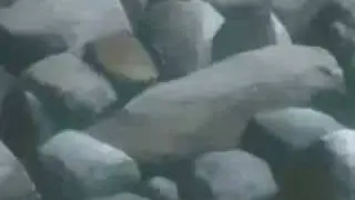 inuyasha- terror time again