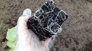 Высадка рассада в грунт. Огурец