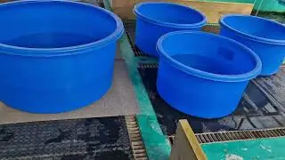 Zen Creation - Day 6 Japan Suda, Aoki Koi farms and more!