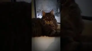 А ведь мне даже года нету😸🐯