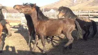 Последний жеребец дождался своих кобыл