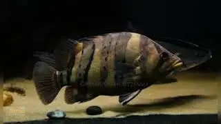 Datnoid Fish