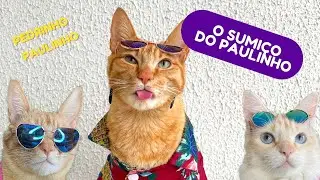 O SUMIÇO DO GATO PAULINHO