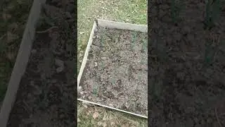 удобренный чеснок калийным удобрением под зиму.