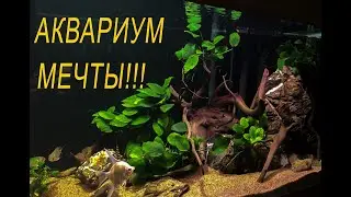 Аквариум мечты, или как я строил аквариум пол года. Трехметровый аквариум с геофагусами.