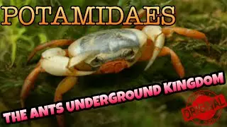 The Ants Underground kingdom - Potamidaes Orange Insect