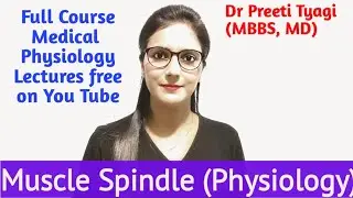 MUSCLE SPINDLE