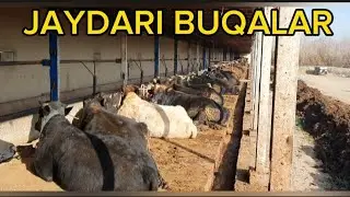 JAYDARI BUQALARIM