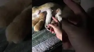 Baby Cat