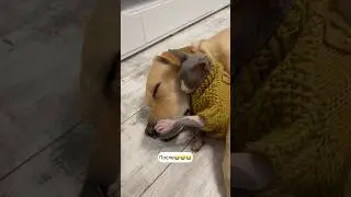 Может не стоило заводить кота?😂