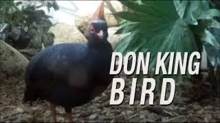 Don King Bird
