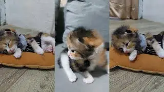KUCING LUCU BIKIN GEMES ANABUL GEMOY LAGI TIDUR