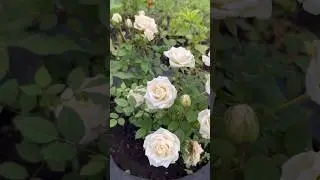 Роза из пятерочки. Продолжение