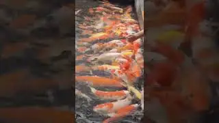 Beachwalk Shopping Center in Kuta, Bali - Feeding the Carp