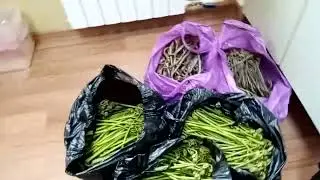 Папоротник орляк - готовим на зиму ( видео 2021 г - из моего архива )