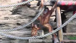 Орангутан и жопа мамы - Orangutan and Ass